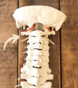 c1 vertebral chiropractor