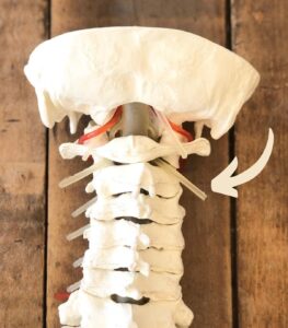 c2 vertebra chiropractor