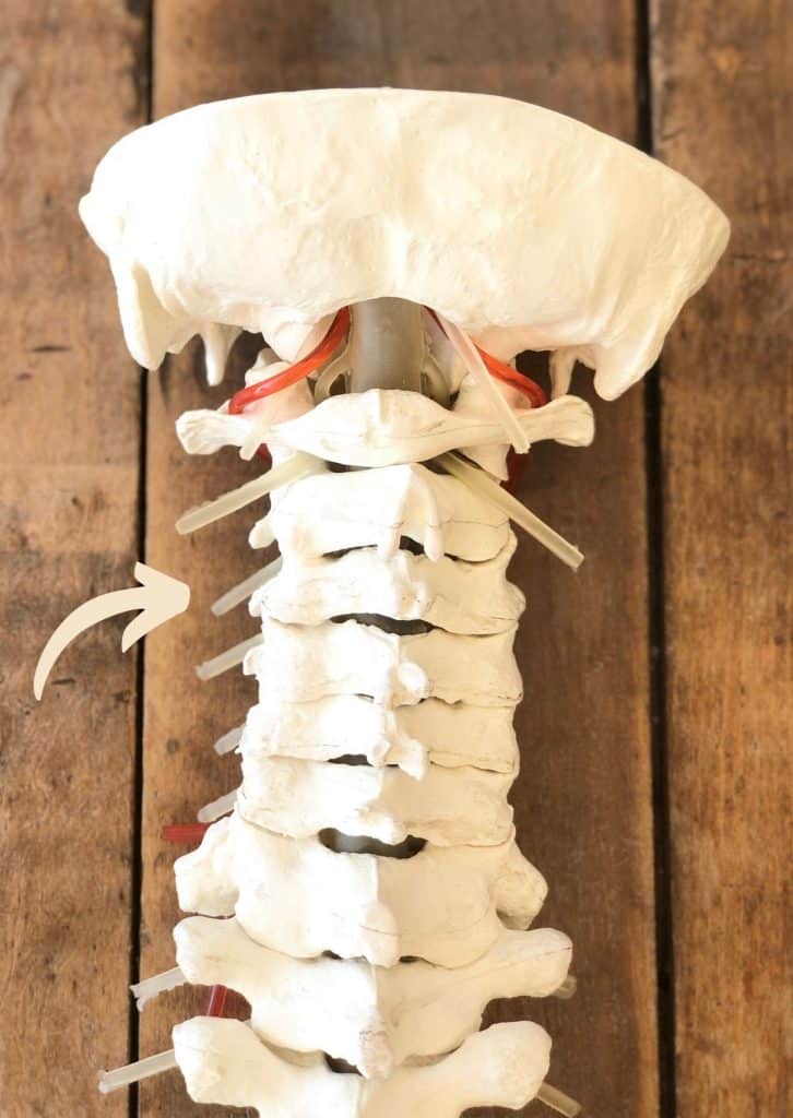 c3 vertebra chiropractor